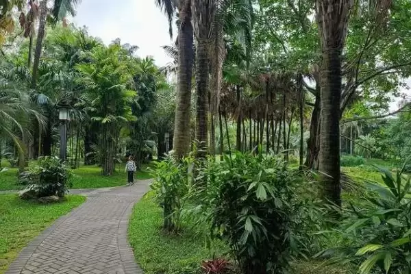 图片[2]-棕榈树种植的方法和要点？种植棕榈树要掌握哪些关键步骤？-会东网