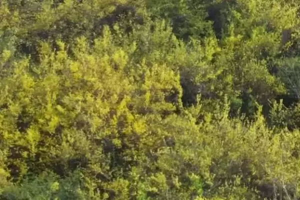 图片[5]-连翘的种植土壤选择 ,连翘种植为何用砂质土为佳？-会东网