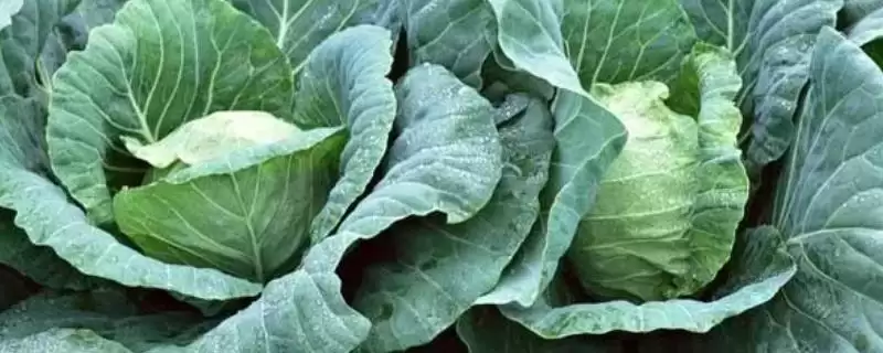 卷心菜的形态特征 ,卷心菜具有怎样独特的形态呢？-会东网