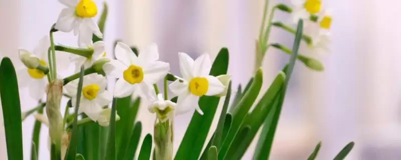 让水仙花的叶子打卷的方法？养护水仙花使叶子打卷要掌握哪些环境和操作要点？-会东网
