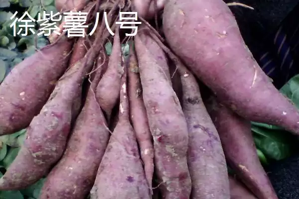图片[3]-紫薯品种的种类和要点？了解紫薯品种需关注哪些关键信息？-会东网