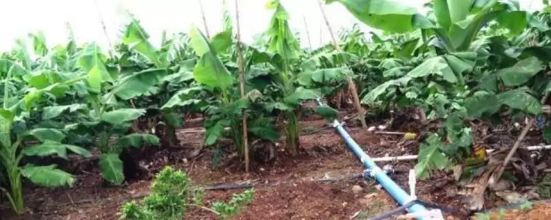 香蕉施肥的方法和要点？给香蕉施肥需掌握哪些关键技巧？-会东网