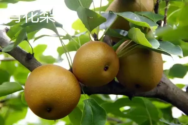 图片[5]-香梨品种的种类和要点？了解香梨品种需关注哪些关键内容？-会东网