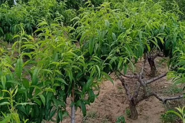 图片[5]-水蜜桃如何种植？种植水蜜桃要掌握哪些从选种到养护的关键步骤？-会东网