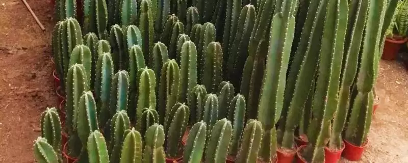 量天尺的生根方法 ,量天尺生根为何要进行处理呢?-会东网