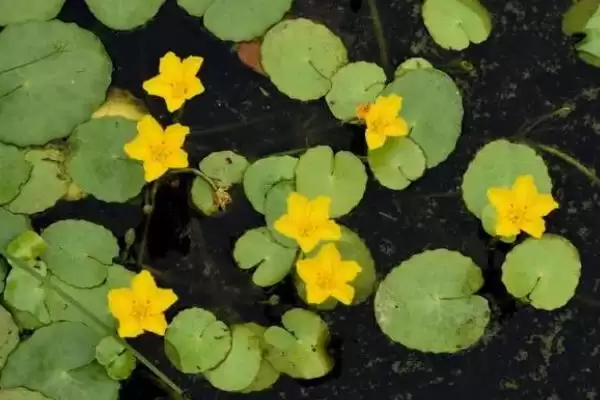 图片[3]-种植荇菜的方法和重点？种植荇菜要做好哪些细节？-会东网