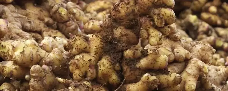 生姜的品种有哪些？认识生姜品种要了解哪些关键的品种特性？-会东网
