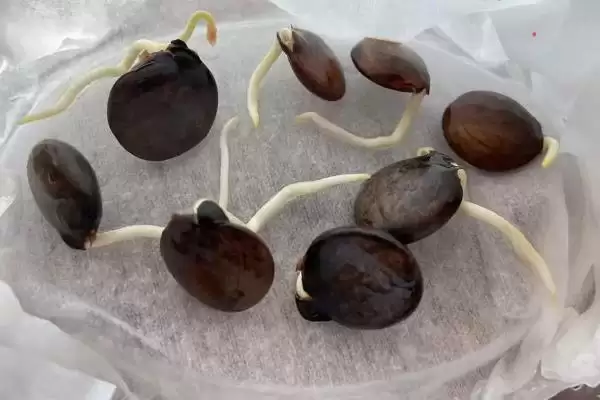 图片[4]-紫藤老枝扦插存活的要点和方法？紫藤老枝扦插需掌握哪些技巧？-会东网