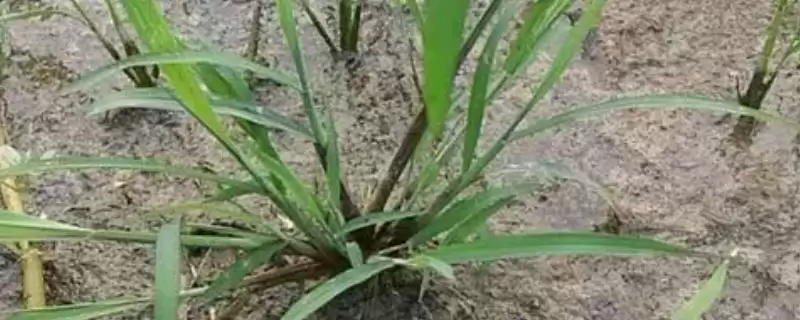 抗性稗草的除草剂选择 ,哪些除草剂可除抗性稗草呢?-会东网