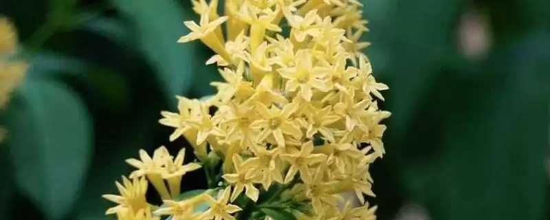 了解夜丁香开花时间的方法和重点？了解夜丁香开花时间要做好哪些细节？-会东网