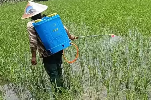 图片[4]-抗性稗草的除草剂选择 ,哪些除草剂可除抗性稗草呢？-会东网