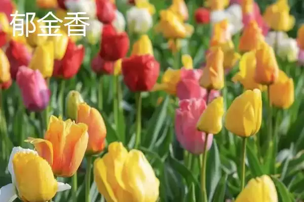图片[9]-室内耐阴植物之光：富贵竹的观赏与养护技巧-会东网