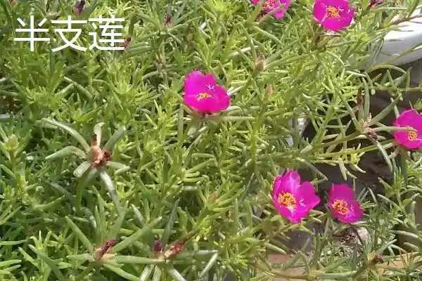 图片[6]-马齿苋有哪些特征 ,马齿苋的茎和叶片是什么样-会东网