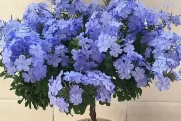 图片[2]-蓝雪花的种植土壤选择 ,蓝雪花为何适合疏松肥沃土壤？-会东网