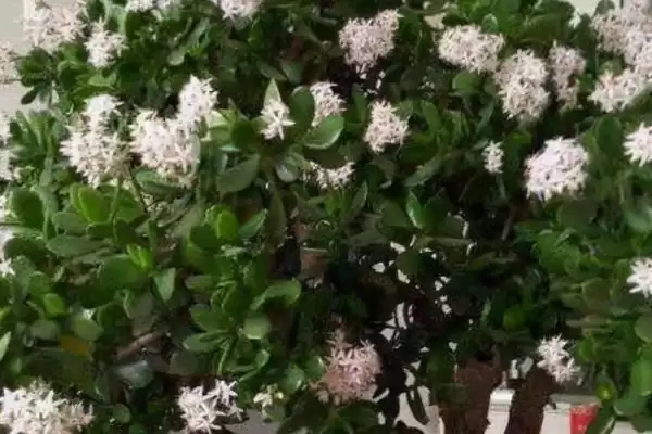 图片[3]-掌握玉树正确浇水方法的方法和重点？掌握玉树正确浇水方法要做好哪些细节？-会东网