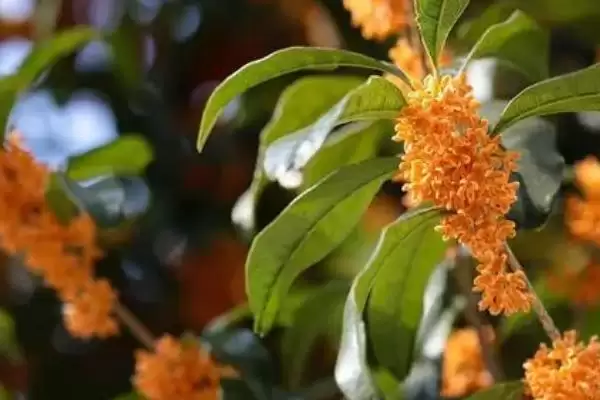 图片[4]-区分月桂树与桂花树的方法和重点？区分月桂树与桂花树要做好哪些细节？-会东网