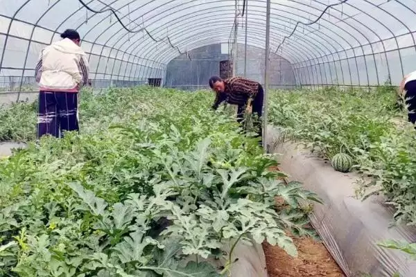 图片[2]-蔬菜出现无头苗后的如何管理？应对蔬菜出现无头苗要采取哪些有效管理措施？-会东网