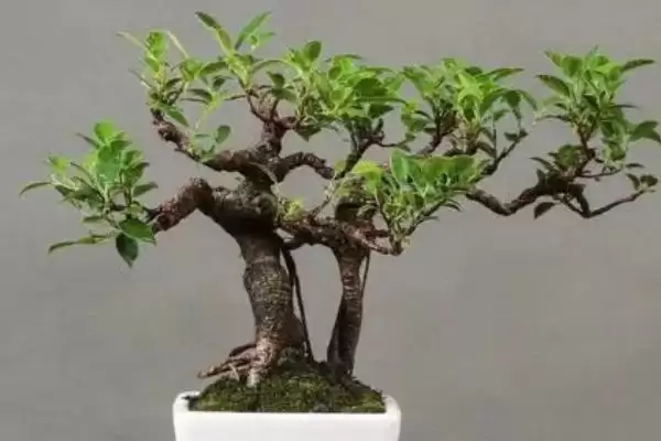 图片[3]-如何栽培盆景榕树？栽培盆景榕树要遵循哪些科学的栽培方法？-会东网