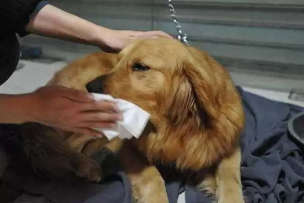 图片[4]-犬瘟热深度解析：主要感染犬科动物的疾病特点-会东网