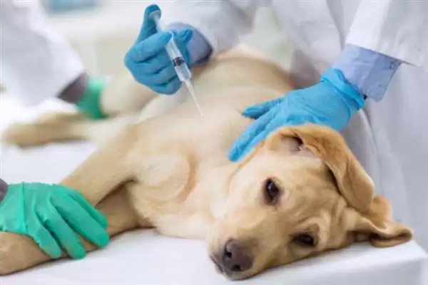 图片[8]-犬瘟热病毒感染源揭秘：病犬和带毒犬的传播风险-会东网