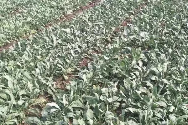 图片[3]-种植板蓝根的成本和收益？种植板蓝根需考量哪些经济因素？-会东网
