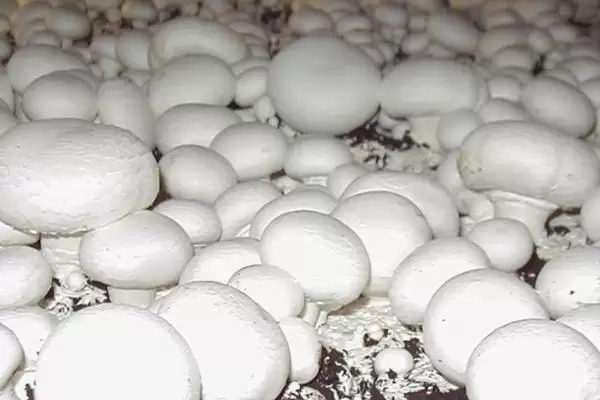 图片[3]-双孢菇的价格？了解双孢菇价格要分析哪些市场供需和品质影响因素？-会东网