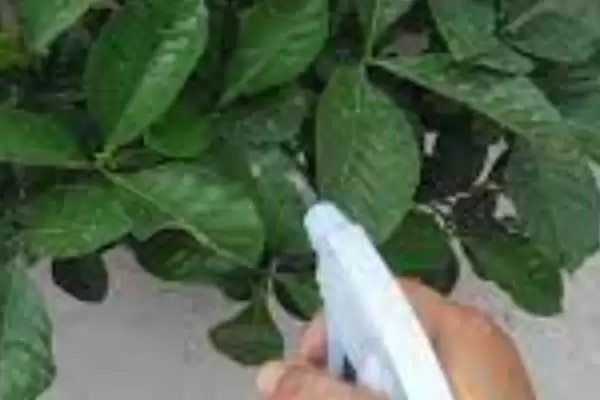 图片[2]-解决栀子花叶片萎蔫问题的方法和重点？解决栀子花叶片萎蔫问题要做好哪些细节？-会东网