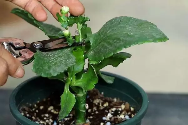 图片[5]-新手养花要注意的问题要点和关键提示？新手养花需关注哪些关键事项？-会东网