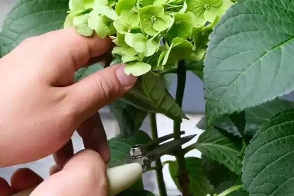 图片[7]-解决绣球花烂根问题的方法和重点？解决绣球花烂根问题要做好哪些细节？-会东网