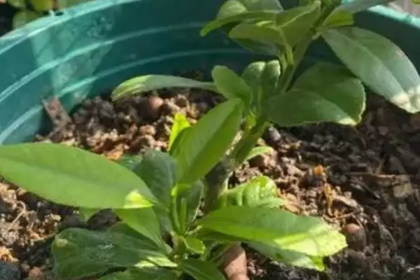 图片[3]-柠檬树小苗养护宝典：生长季节追肥的关键要点-会东网