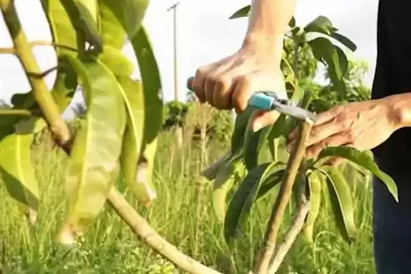 图片[5]-芒果如何进行修剪 ,芒果修剪分为哪些时期-会东网