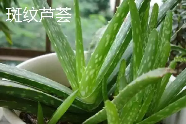 图片[9]-芦荟有哪些常见的种类 ,常见的芦荟种类有哪些-会东网