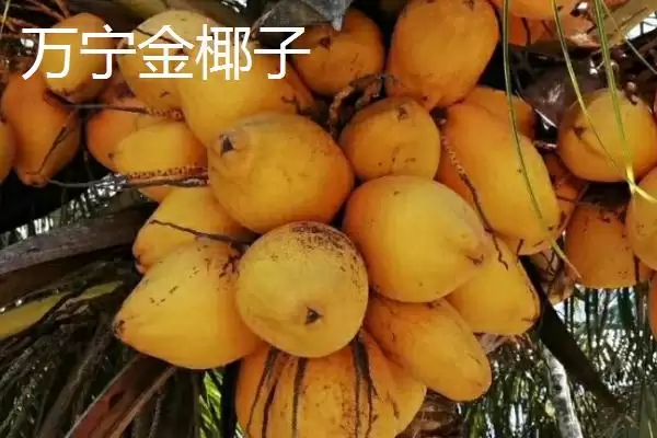 图片[7]-判断椰子有无种子的方法和重点？判断椰子有无种子要做好哪些细节？-会东网