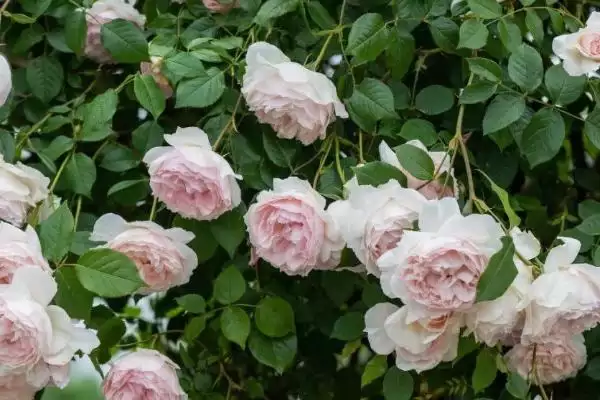 图片[10]-最美的月季花品种的种类和要点？选择月季花品种需关注哪些？-会东网