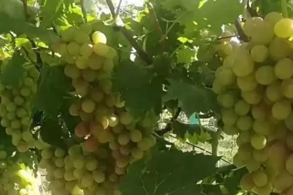图片[2]-蜜光葡萄的价格在各地一样吗 ,蜜光葡萄各地区售价存在一定差异-会东网
