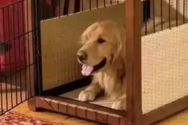 图片[3]-让狗狗不抗拒进笼的方法？训练狗狗不抗拒进笼要掌握哪些有效的驯化方法和要点？-会东网