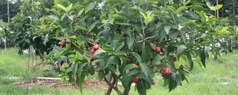 莲雾果树在北方的种植可行性 ,莲雾在北方温室种植条件如何?-会东网