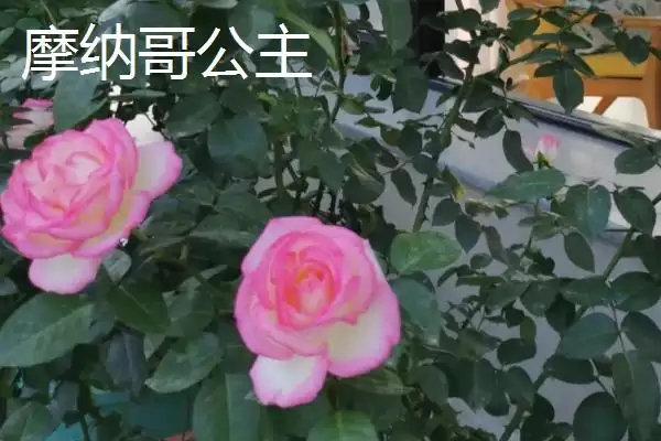 图片[7]-最美的月季花品种的种类和要点？选择月季花品种需关注哪些？-会东网