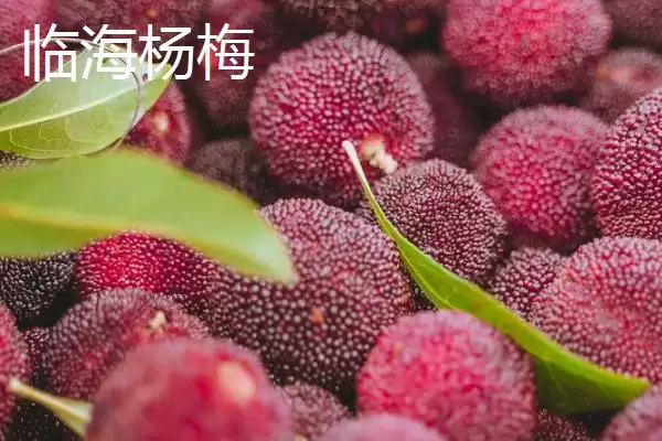 图片[7]-认识浙江台州特产的方法和重点？认识浙江台州特产要做好哪些细节？-会东网