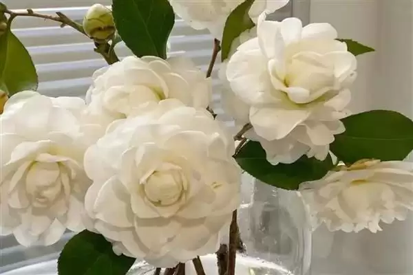 图片[5]-山茶花的花语是什么？认识山茶花花语要知晓哪些寓意内涵？-会东网