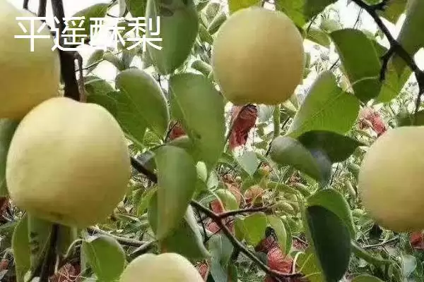 图片[2]-山西平遥县的特产？了解山西平遥县特产要知晓哪些当地特色产品？-会东网