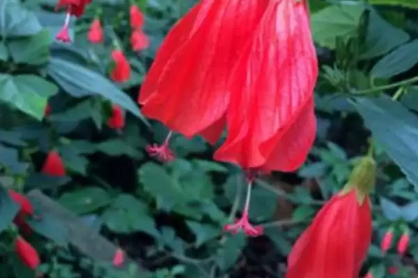 图片[4]-探寻悬铃花叶片萎蔫原因的方法和重点？探寻悬铃花叶片萎蔫原因要做好哪些细节？-会东网