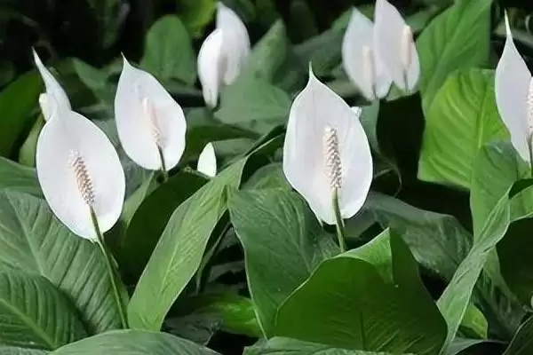 图片[10]-种植一帆风顺的方法和重点？种植一帆风顺要做好哪些细节？-会东网