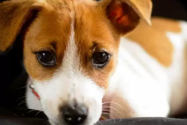 图片[3]-犬细小的传播途径？了解犬细小传播途径要知晓哪些病毒传播和感染方式要点？-会东网