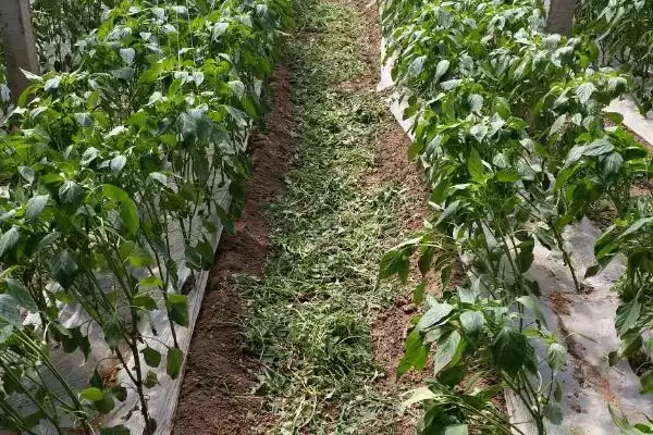 图片[4]-阳台种辣椒掐尖的方法和重点？阳台种辣椒掐尖要做好哪些细节？-会东网