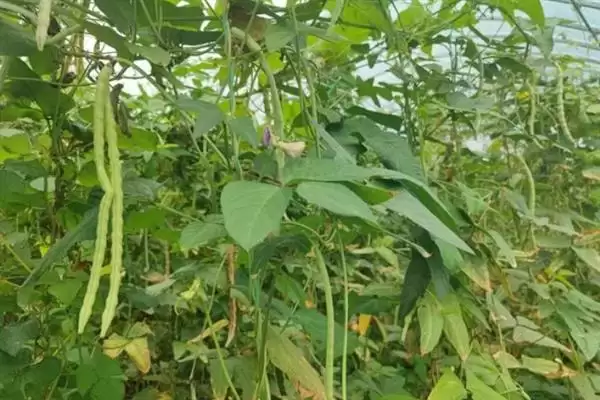 图片[2]-豇豆霜霉病的症状 ,豇豆患霜霉病有什么症状-会东网