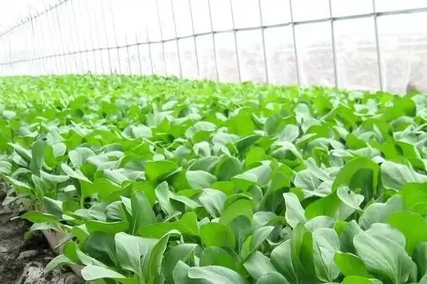 图片[2]-小白菜收获时间的要点和判断？判断小白菜收获时机需注意什么？-会东网