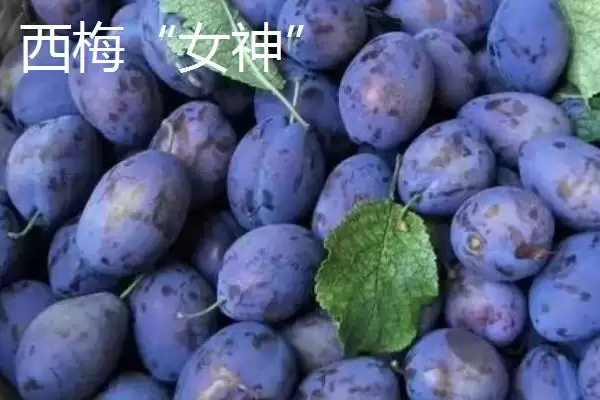 图片[10]-探寻早红李产地的方法和重点？探寻早红李产地要做好哪些细节？-会东网