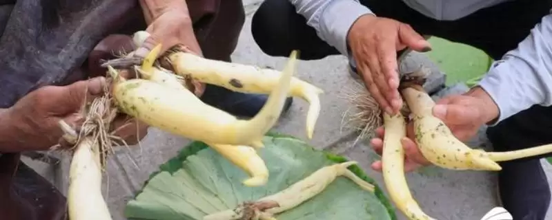 山东桓台县的特产？了解山东桓台县特产要探究哪些特色物产详情？-会东网
