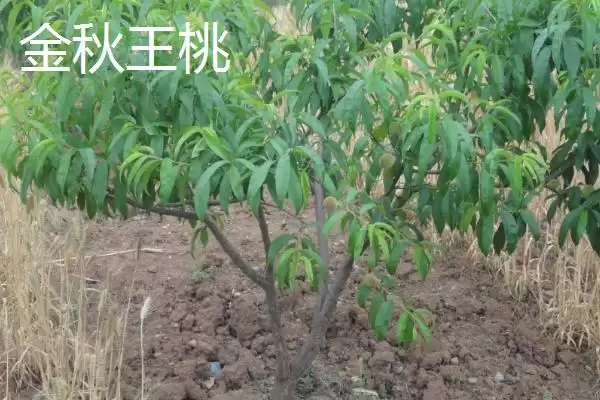 图片[7]-桃树苗品种优选：秋彤桃为何是国内最好的品种？-会东网
